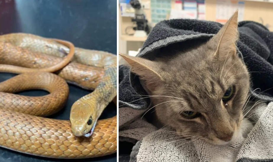 Isang alagang pusa ang matapang na nilabanan ang ahas na ito na muntik nang kumitil sa buhay ng dalawang batang paslit kahit pa buhay nito ang kapalit!