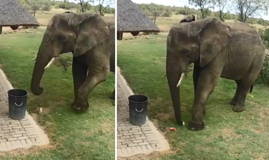 Video ng isang elepante na gumagamit ng kaniyang “trunk” para magtapon ng kalat sa basurahan, pumukaw sa atensyon ng publiko!