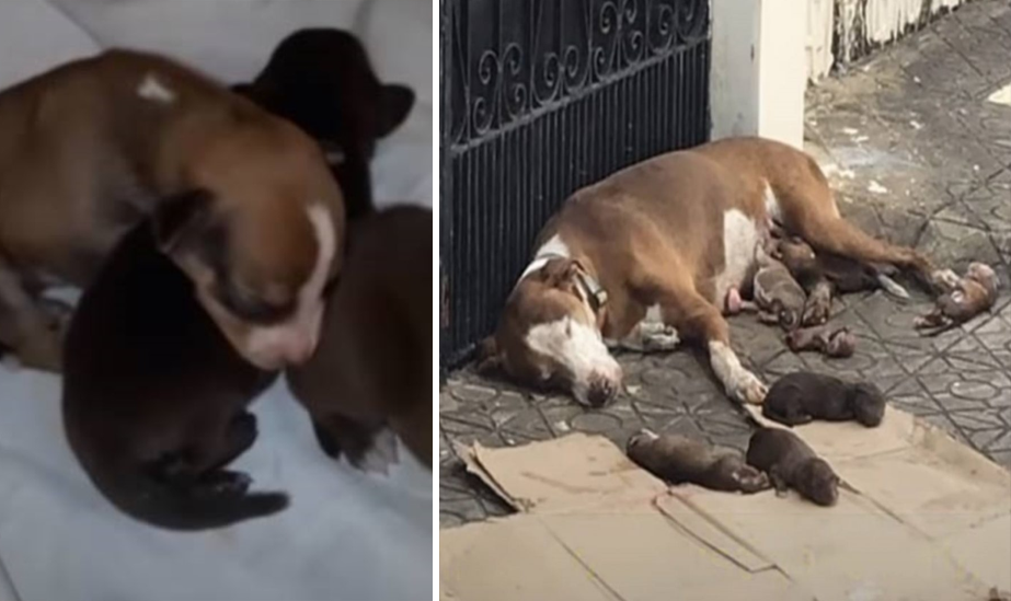 Asong inabandona, pinilit pa ring isilang ang kaniyang mga supling kahit na hinang-hina siya at nawalan pa ng malay!