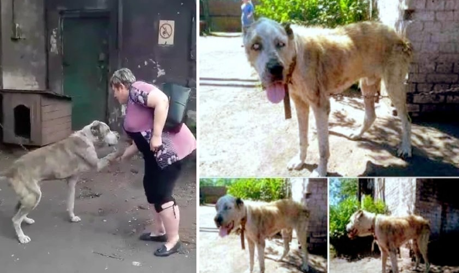 Isang asong nawala dalawang taon na ang nakararaan ay muling natagpuan ng kaniyang amo na halos buto’t balat na at nasa nakakaawang kondisyon!