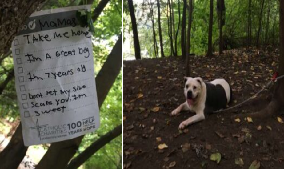 Isang pitbull na nakatali sa isang puno na may kasamang liham, nailigtas at tinulungan ng isang lalaki!