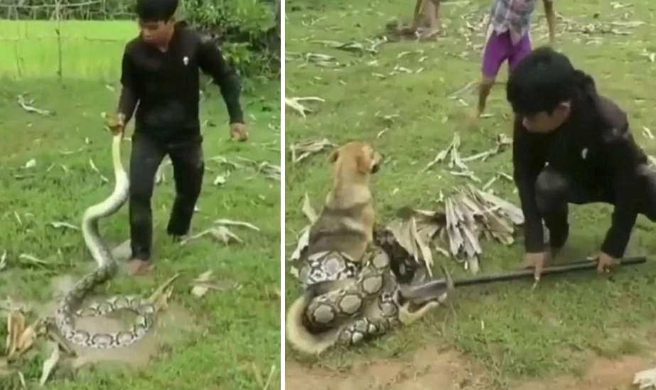 Tatlong mga kabataan ang tumulong sa aso na ito na pinaluputan ng isang malaking sawa gamit lamang ang isang paa ng lamesa at ilang mga dahon!